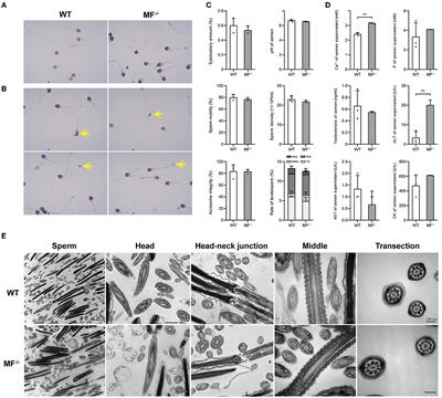 Reproduction and viscera organ characteristics of MSTN and FGF5 dual-gene knockout sheep